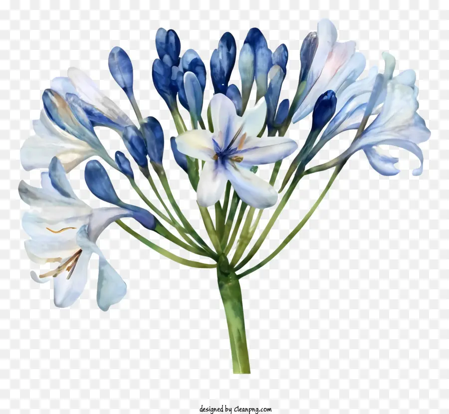 زهرة الزنبق الزرقاء，بتلات بيضاء PNG
