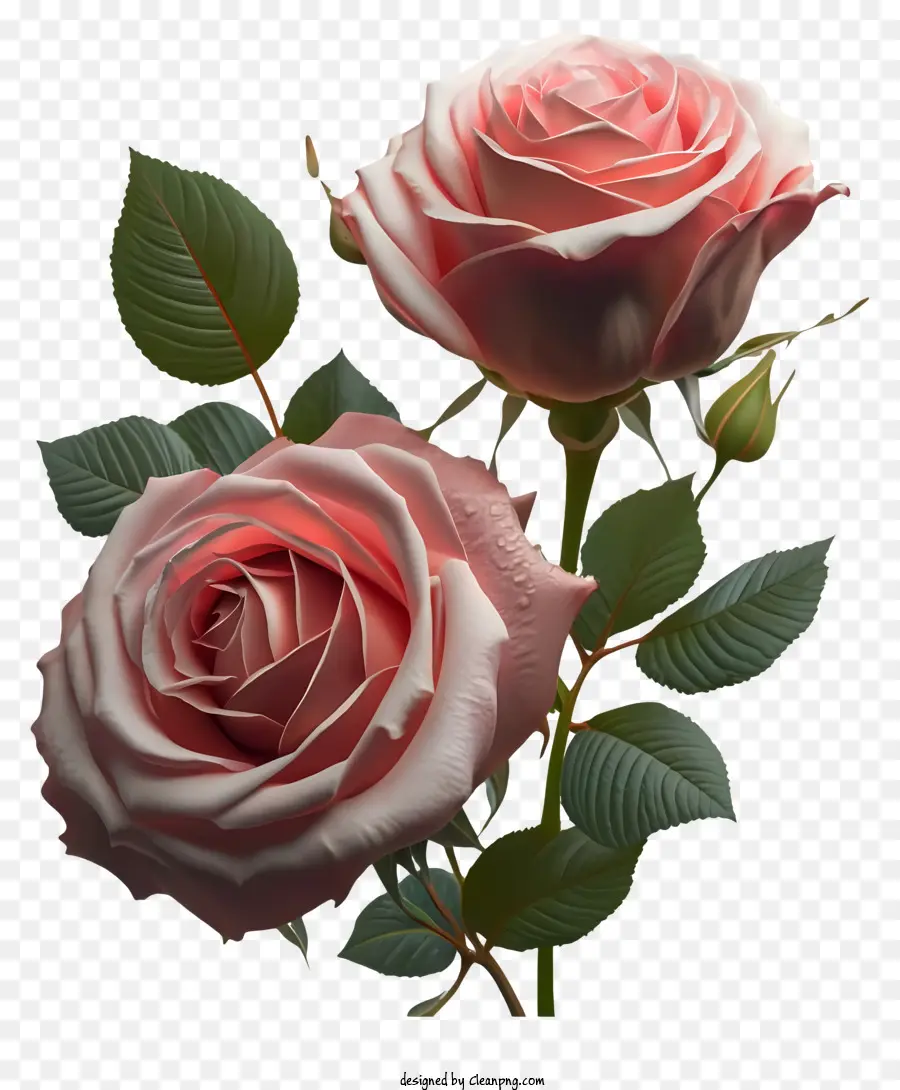 نماذج Rose ثلاثية الأبعاد，الورود الوردية والأبيض PNG