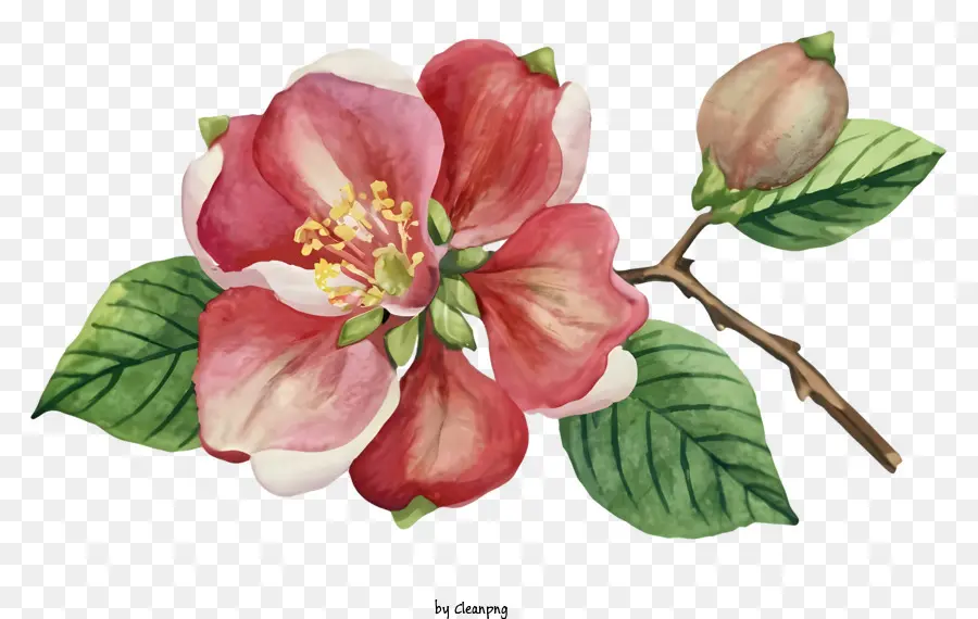 زهر التفاح الوردي，فرع شجرة PNG
