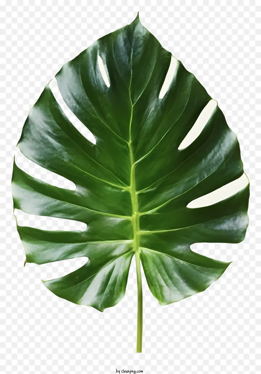 نبات الورق الأخضر，الأوردة على الأوراق PNG