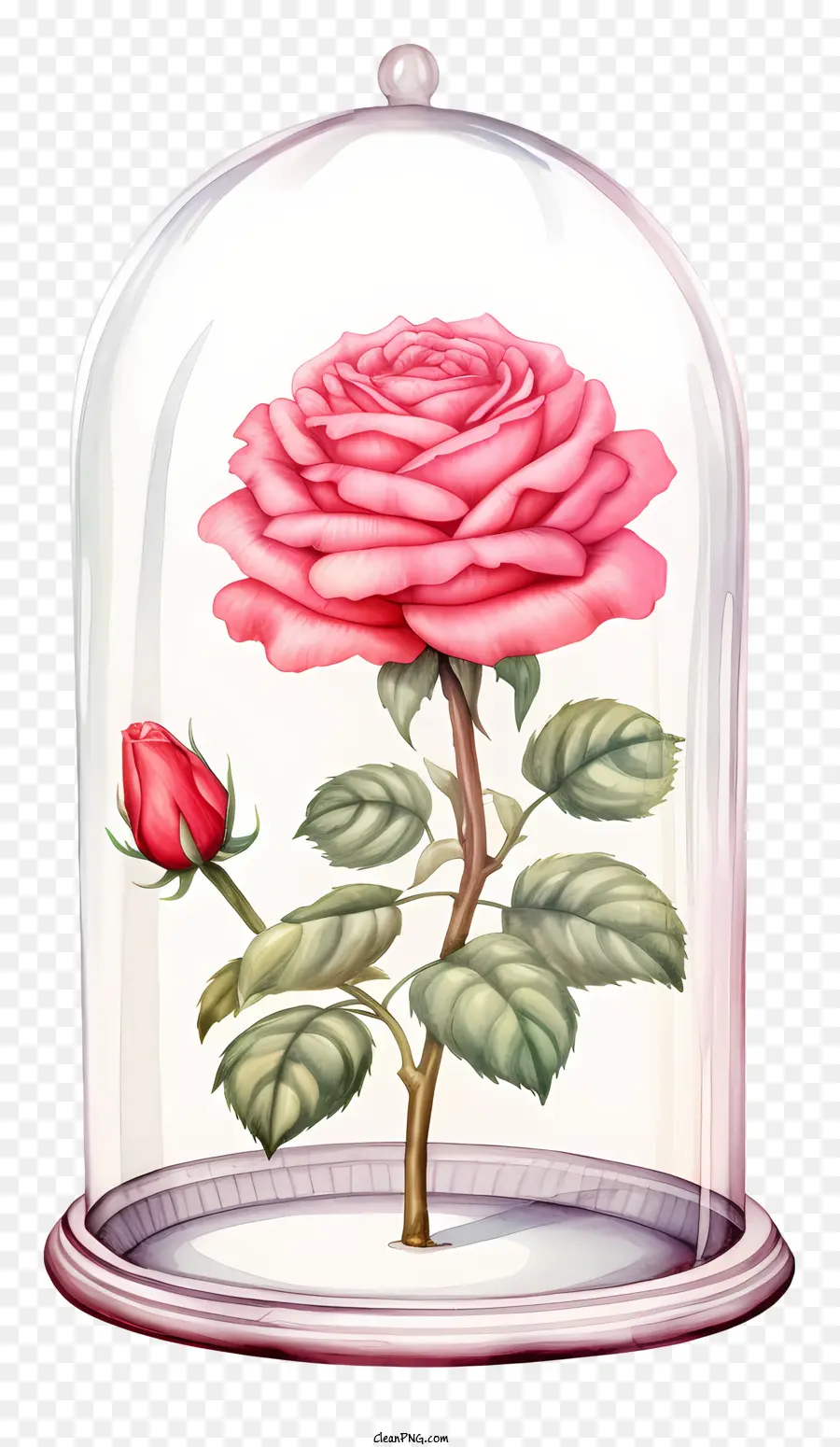 القبة الزجاجية，الوردي روز PNG