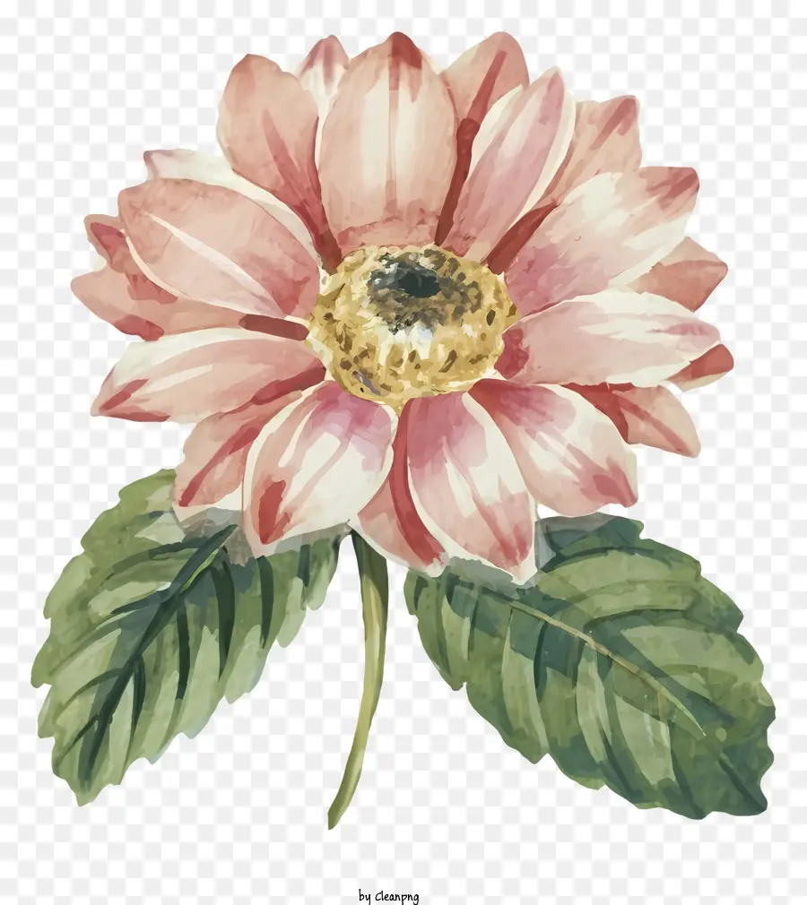 زهرة الوردي，الأوراق الخضراء ، PNG