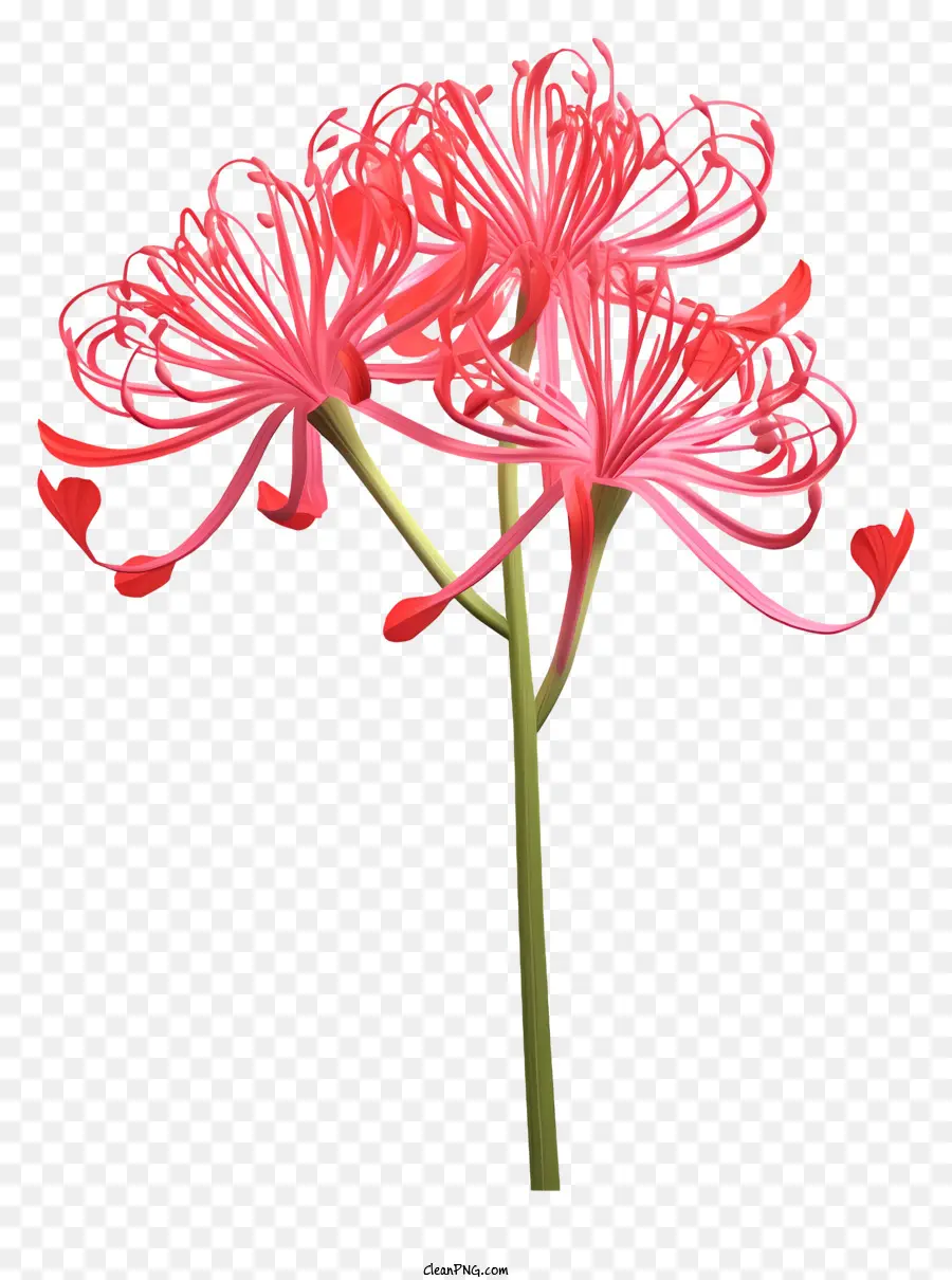 زهرة الوردي，بتلات طويلة PNG