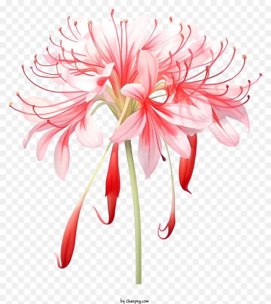 زهرة حمراء ووردي，زهرة المركز الأبيض PNG