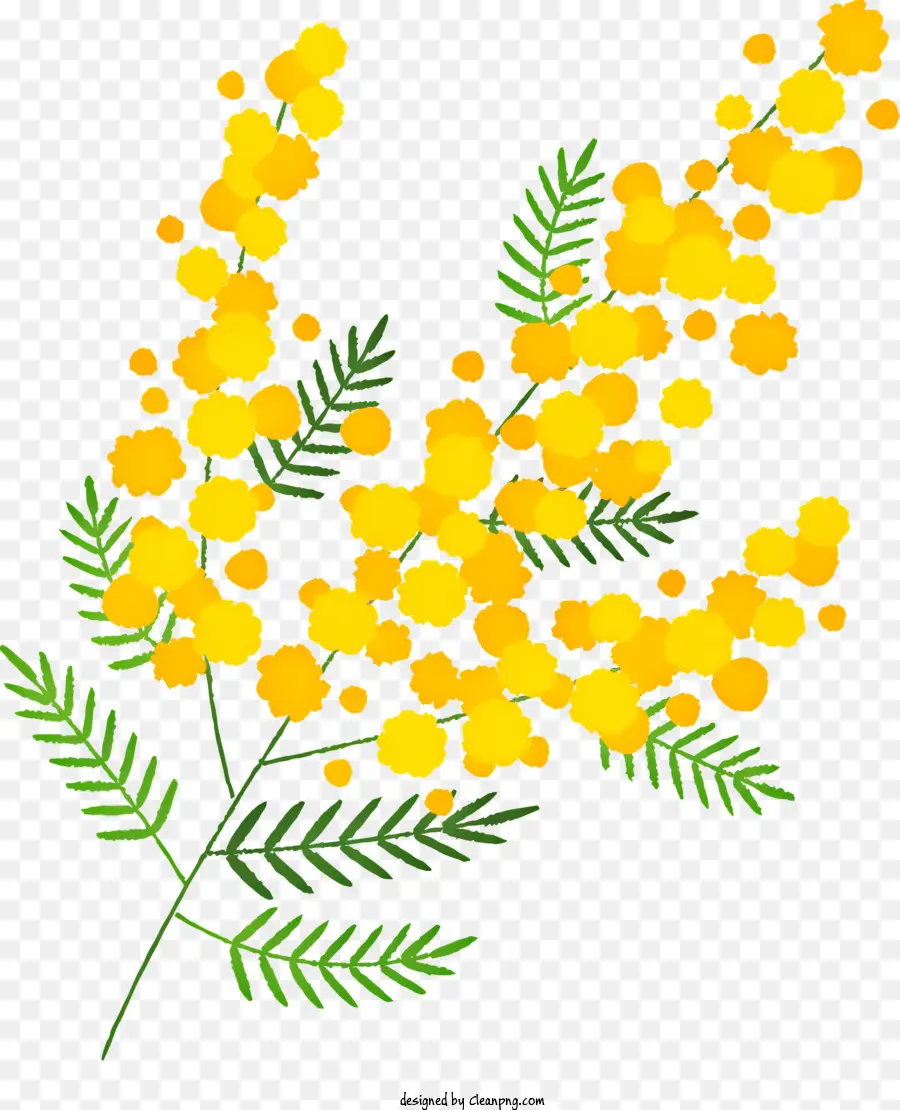 الزهور الذهبية，ميموزا PNG