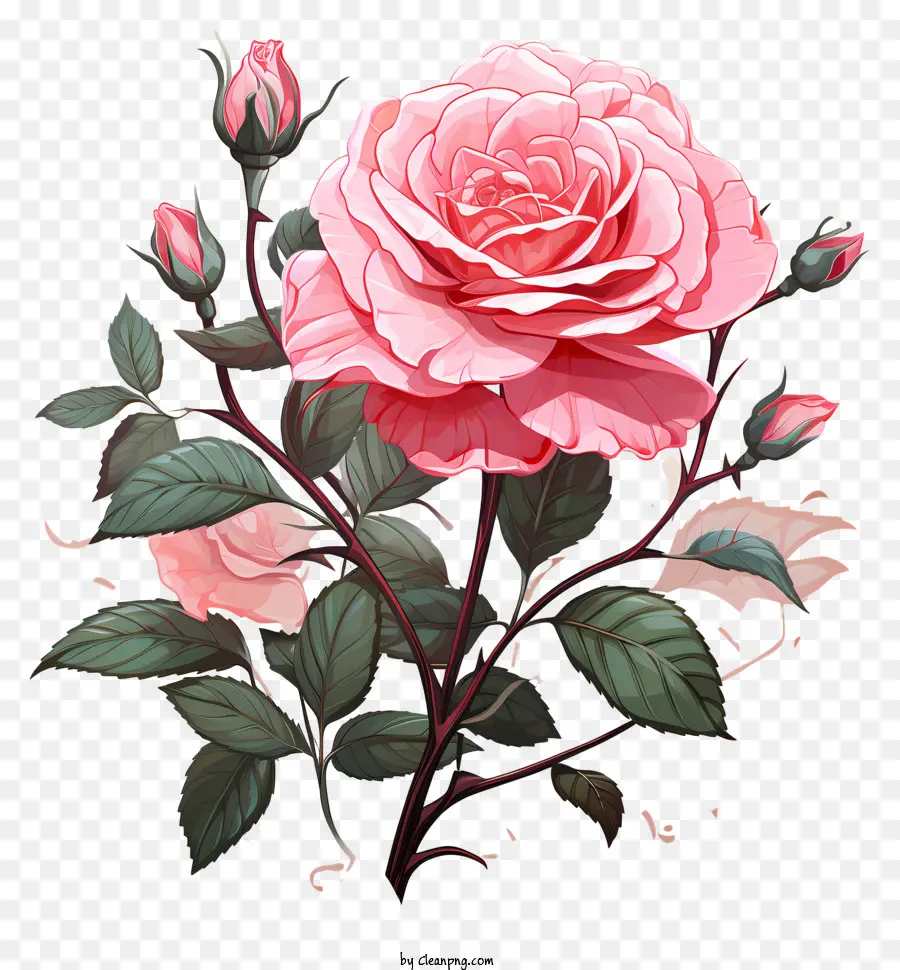 الوردي روز，خلفية سوداء PNG