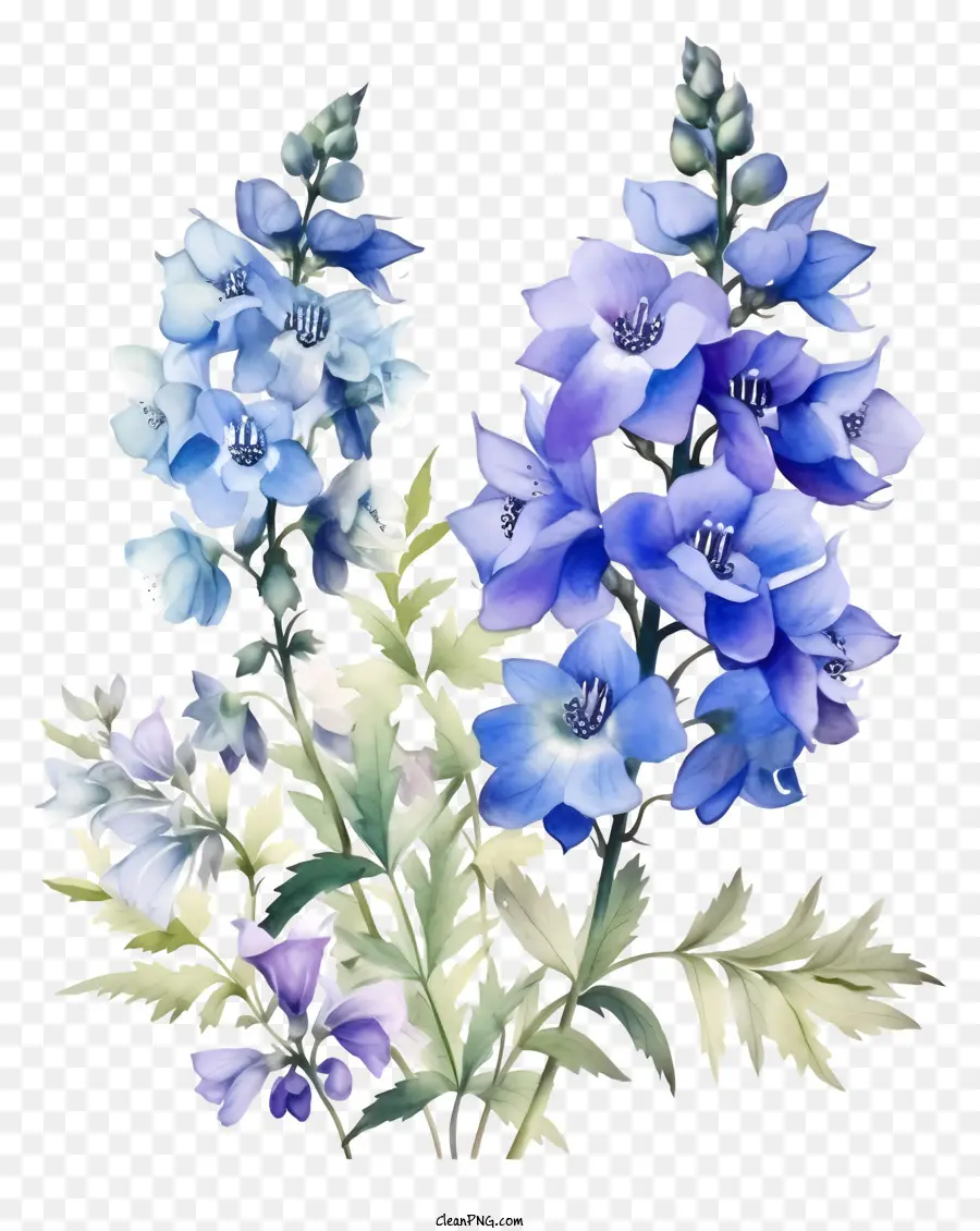 دلفينيوم فن الزهرة，الزهور الزرقاء PNG