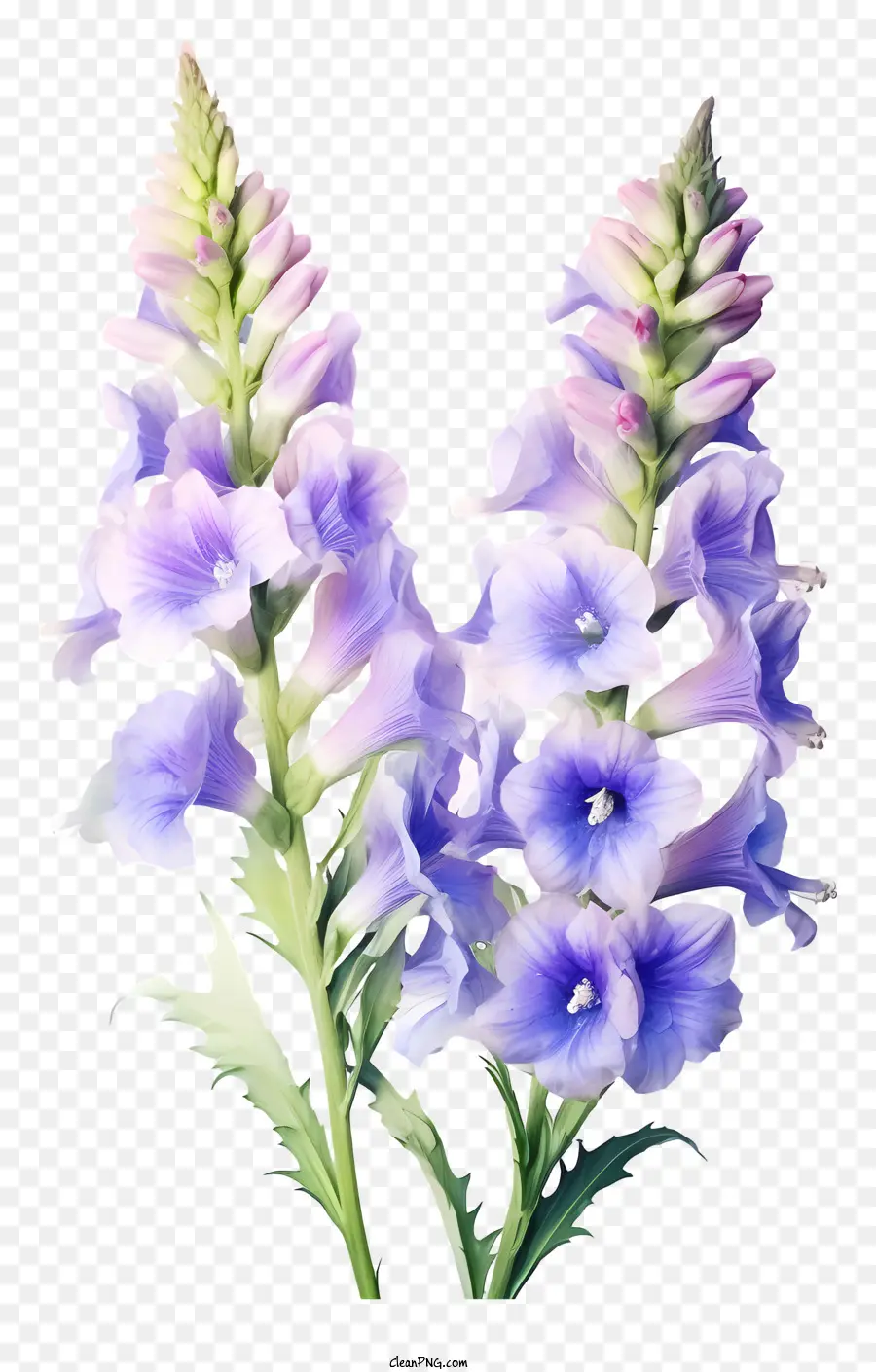 ألوان دلفينيوم زهرة，الأرجواني الزهور PNG