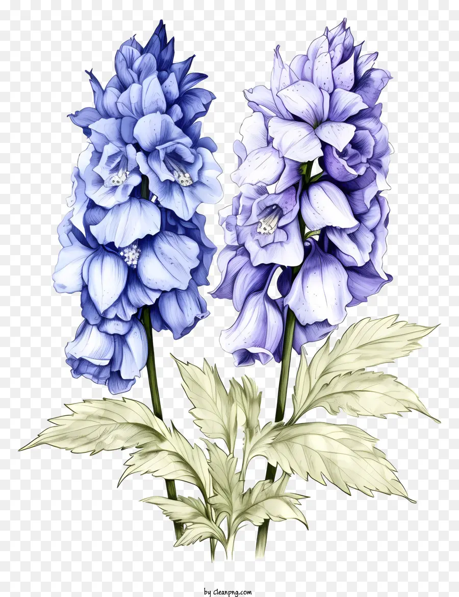 رسم دلفينيوم زهرة，زهور الكركديه الزرقاء PNG
