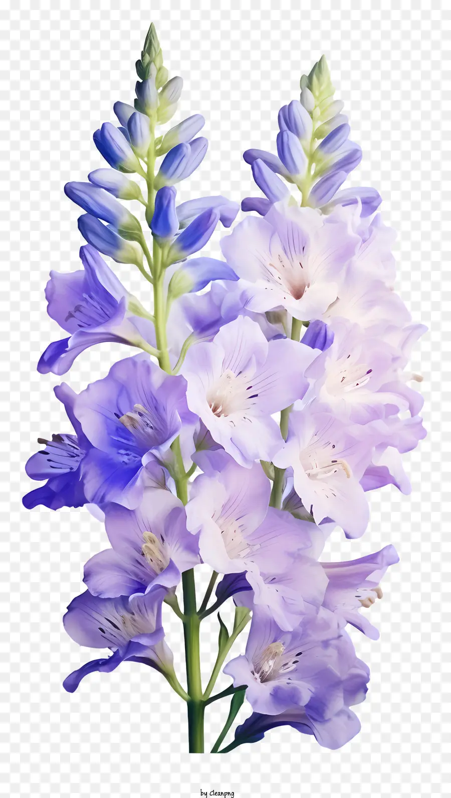 ألوان مائية دلفينيوم زهرة，الزهرة الزرقاء PNG