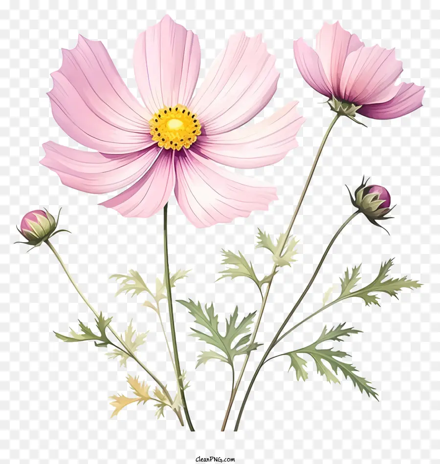 زهرة الكون الأنيقة，الزهور الوردية PNG