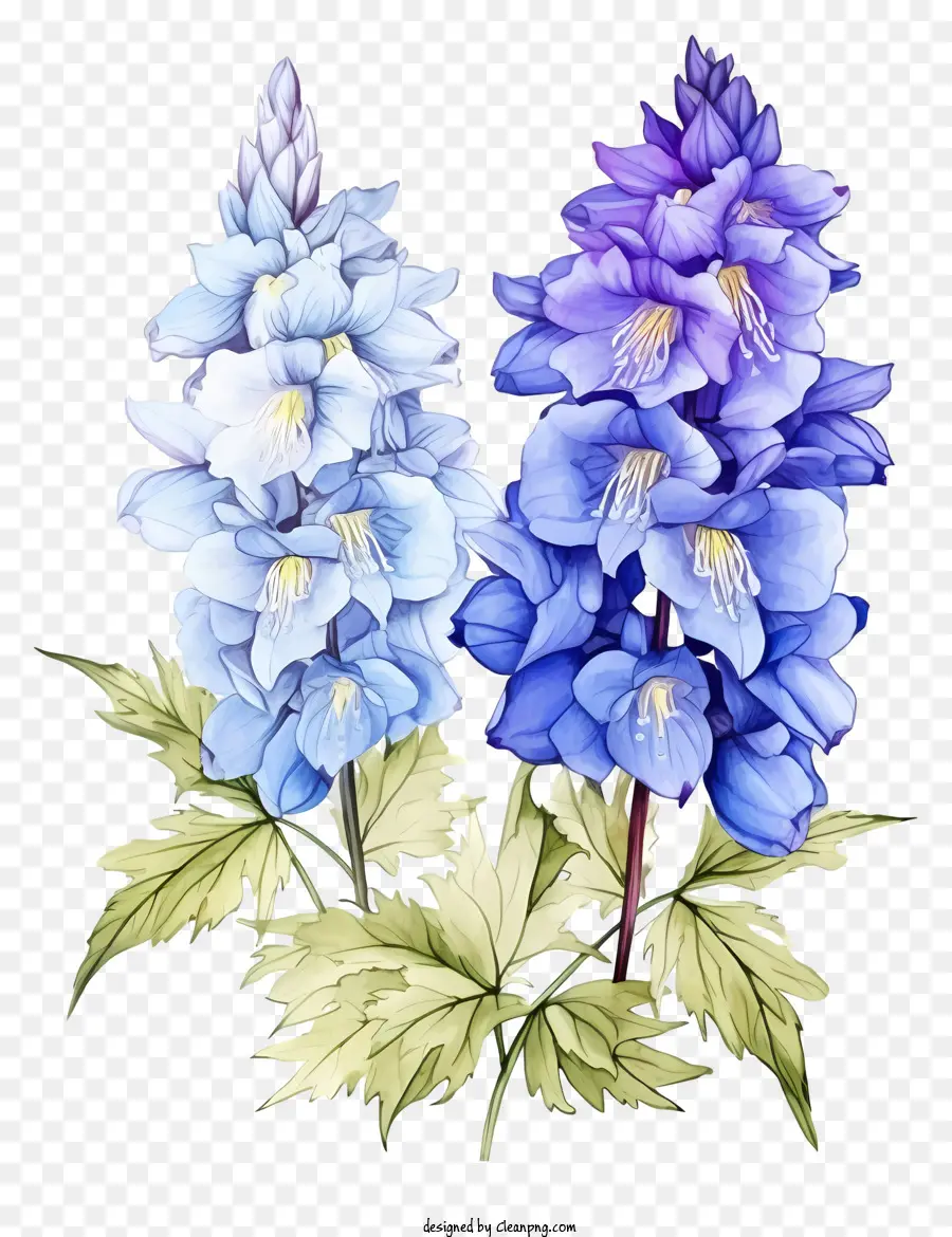 رسم دلفينيوم زهرة，زهور زرقاء كبيرة PNG