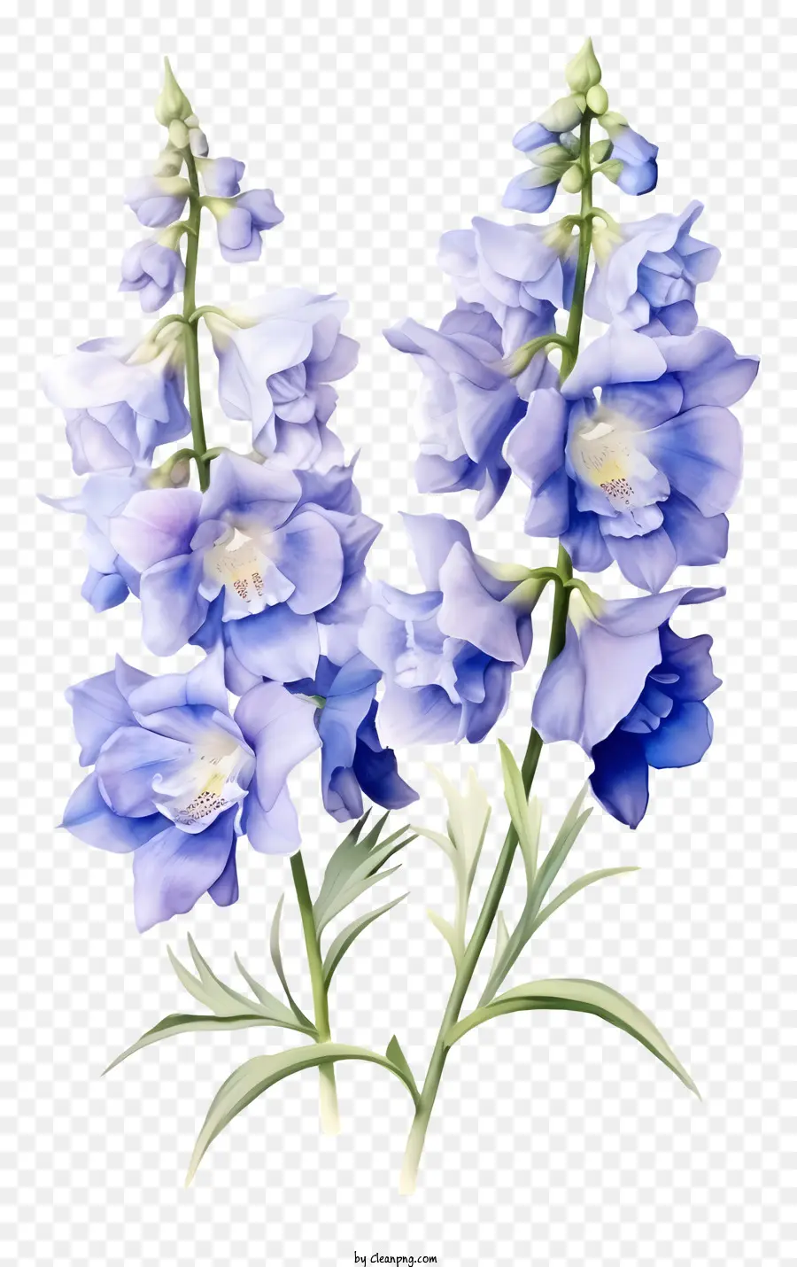 زهرة الأنيقة الأنيقة，زهور كالانثوس الأرجواني PNG