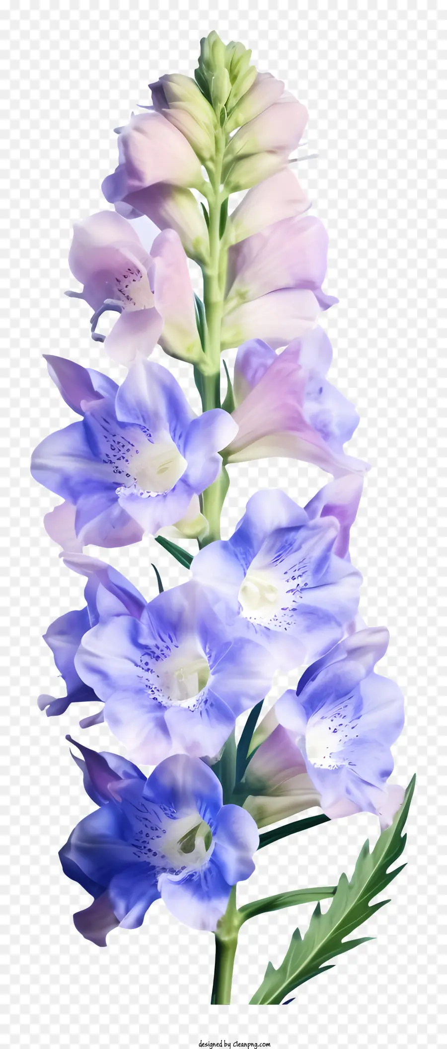 ألوان مائية دلفينيوم زهرة，زهرة الجرس الأزرق والأبيض PNG