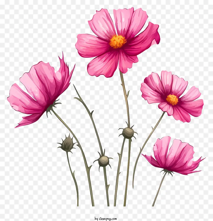 كرتون كوزموس زهرة，الزهور الوردية PNG