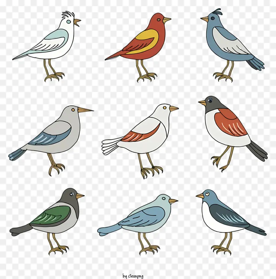 الكرتون，الطيور PNG