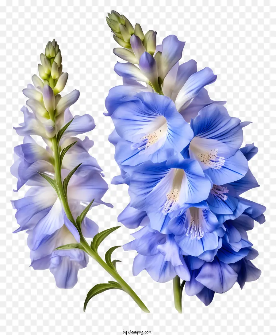باستيل دلفينيوم زهرة，الزهور الزرقاء PNG