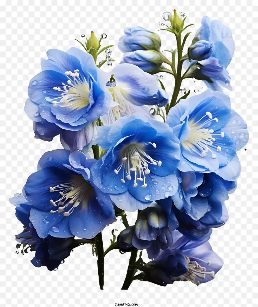 دلفينيوم زهرة，الزهور الزرقاء PNG