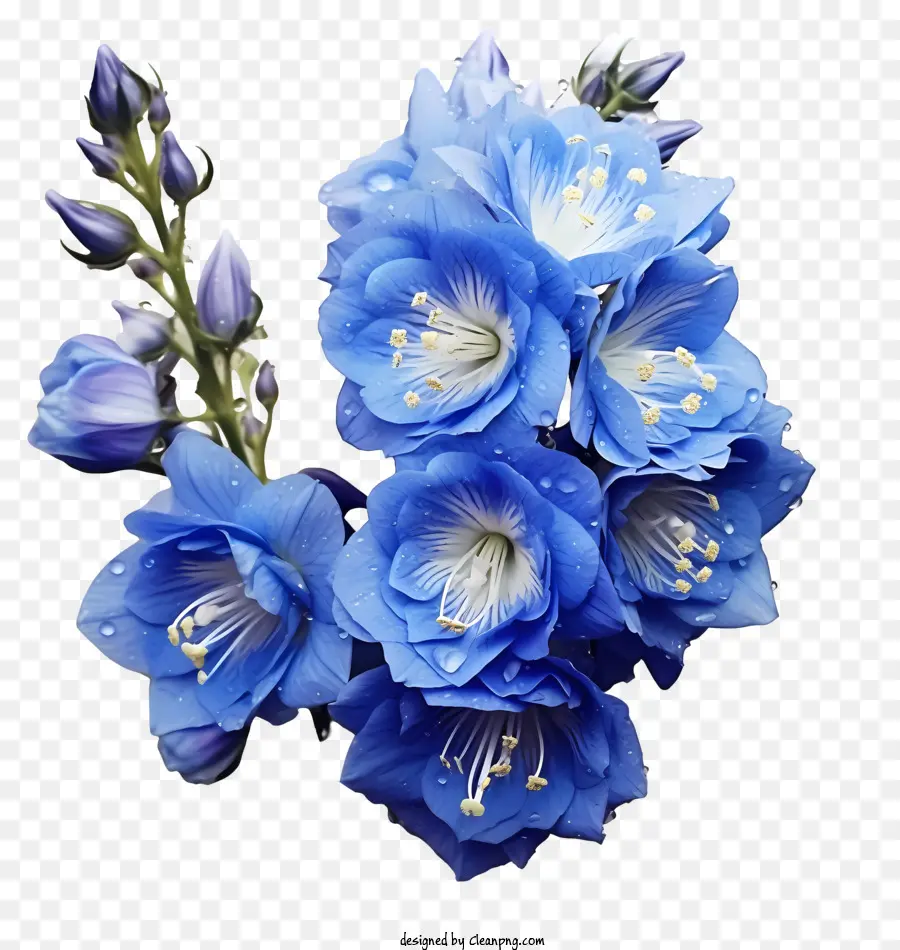 دلفينيوم زهرة，الزهرة الزرقاء PNG