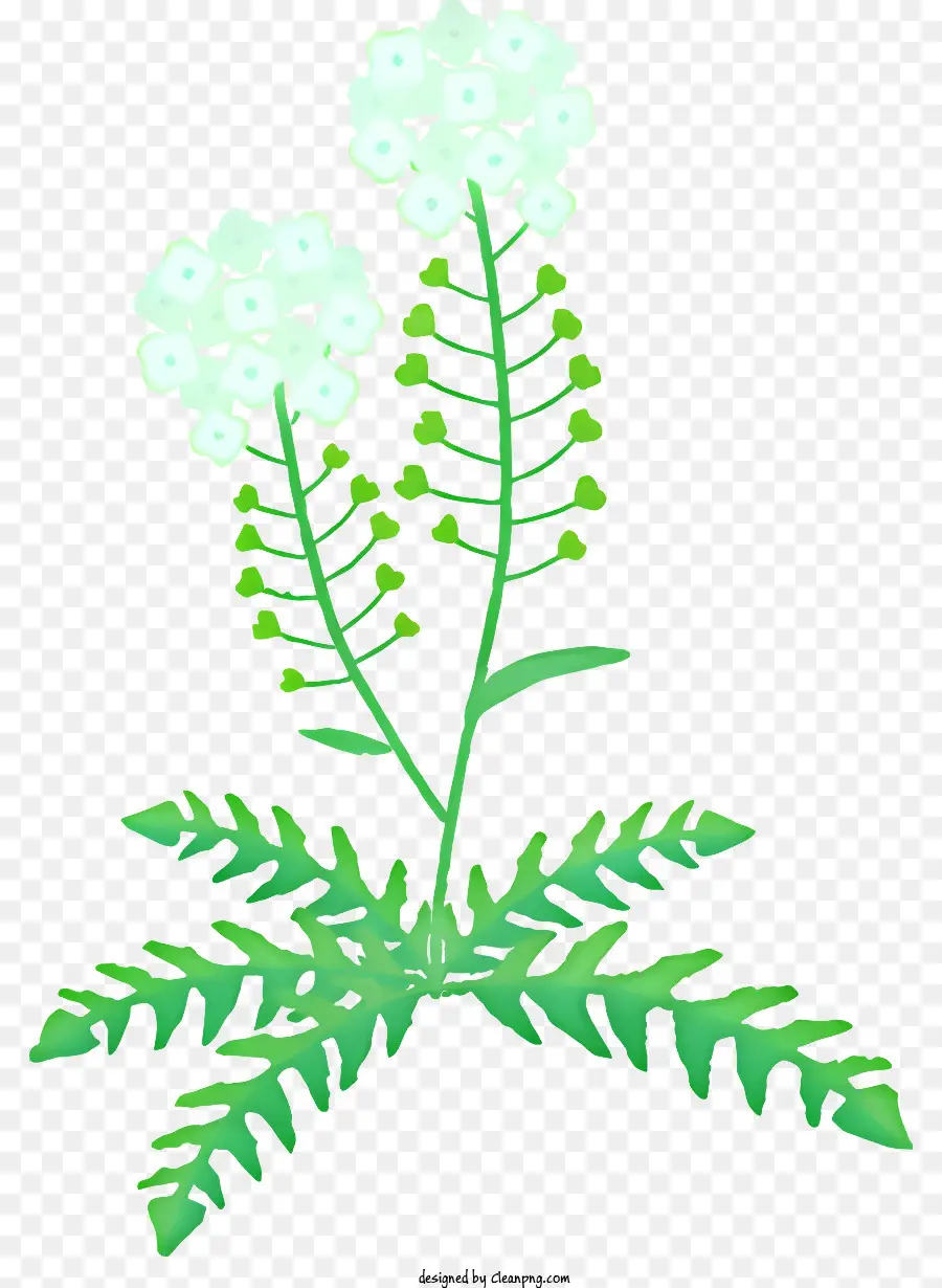 الكرتون，نبات المزهرة الأبيض PNG