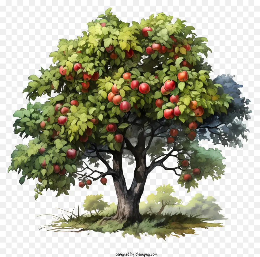 شجرة فاكهة，شجرة التفاح PNG