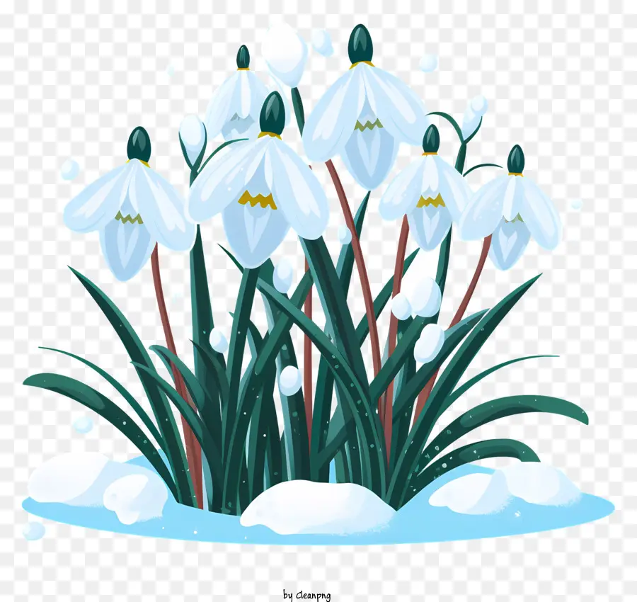 زهور الثلج，أزهار الثلج PNG