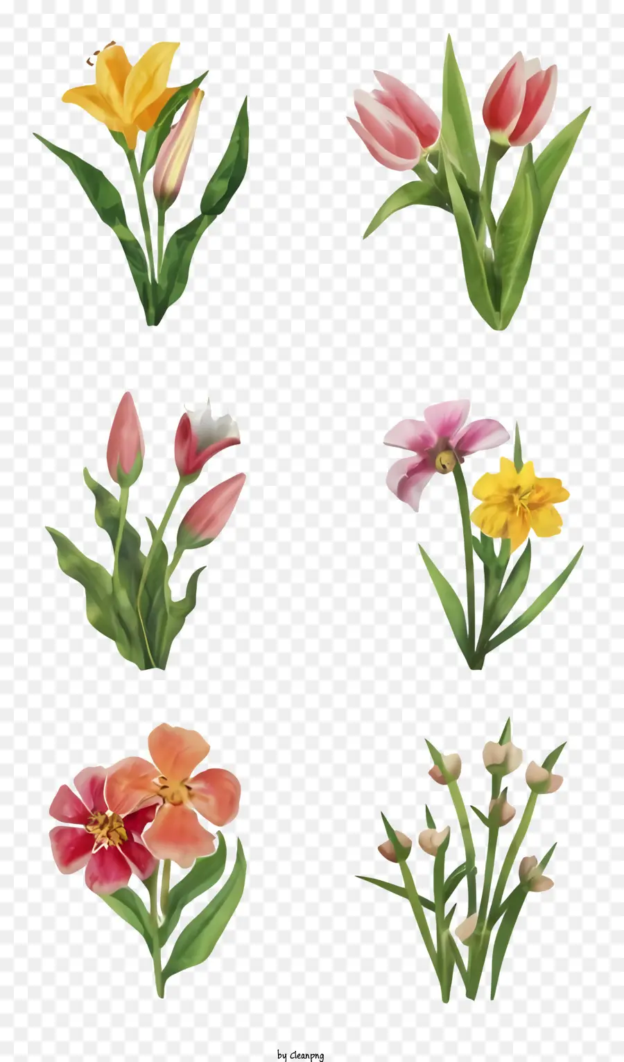 الكرتون，الزهور PNG