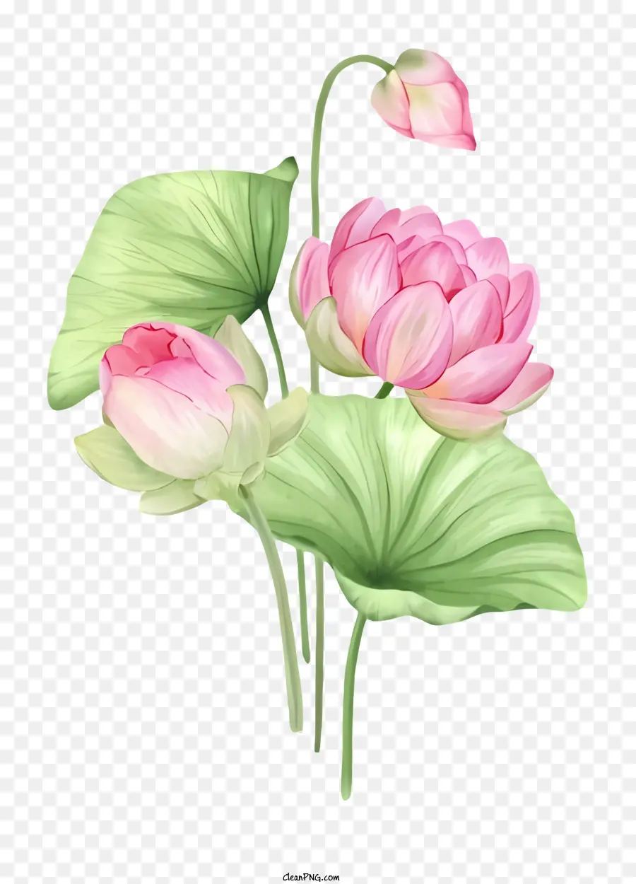 زهور اللوتس الوردي，الأوراق الخضراء ، PNG