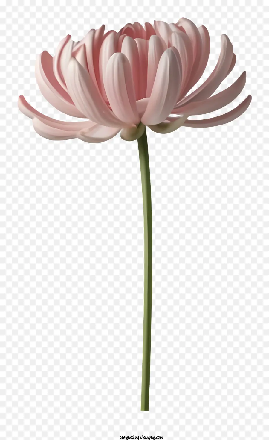 الكرتون，زهرة الوردي PNG