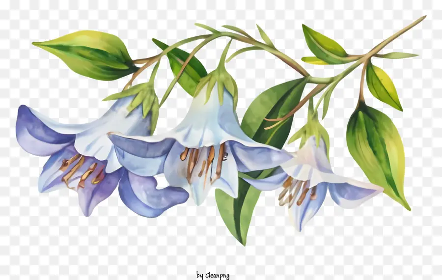 الكرتون，الزهور الزرقاء PNG