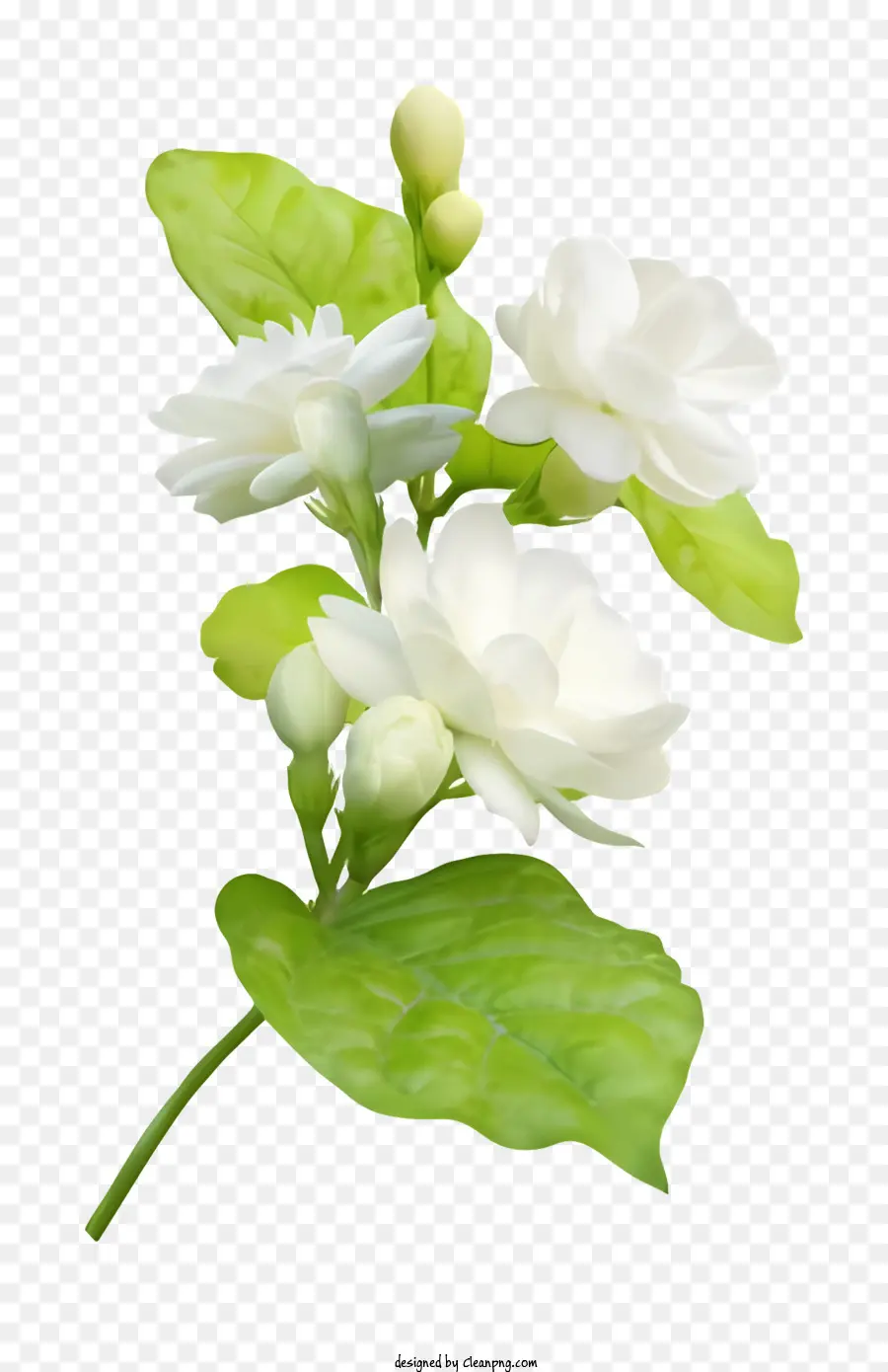 الكرتون，زهور الياسمين PNG
