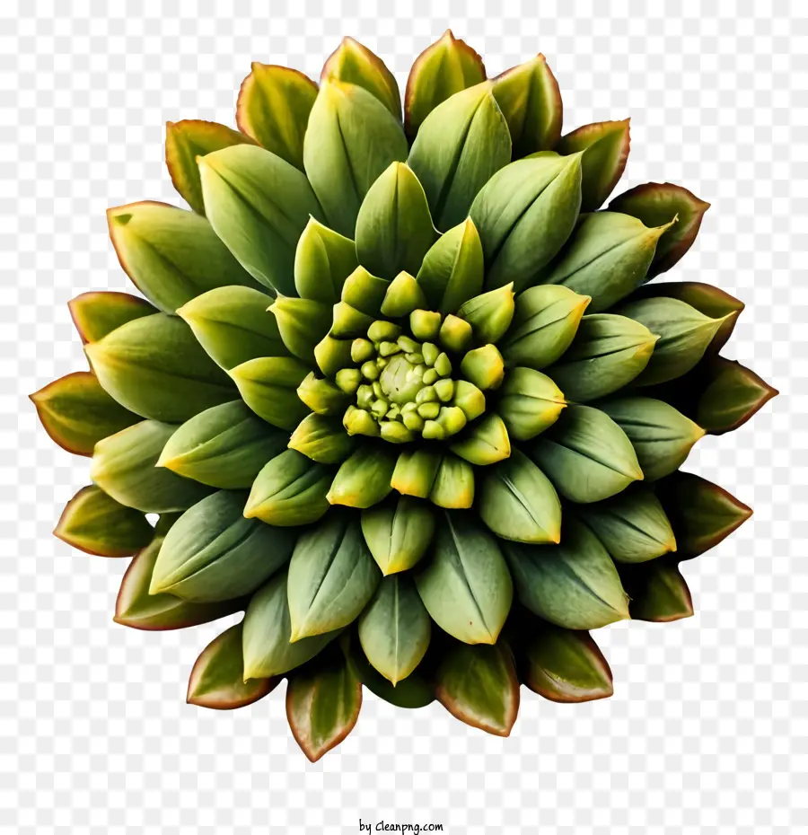 الكرتون，نبات عصاري أخضر PNG