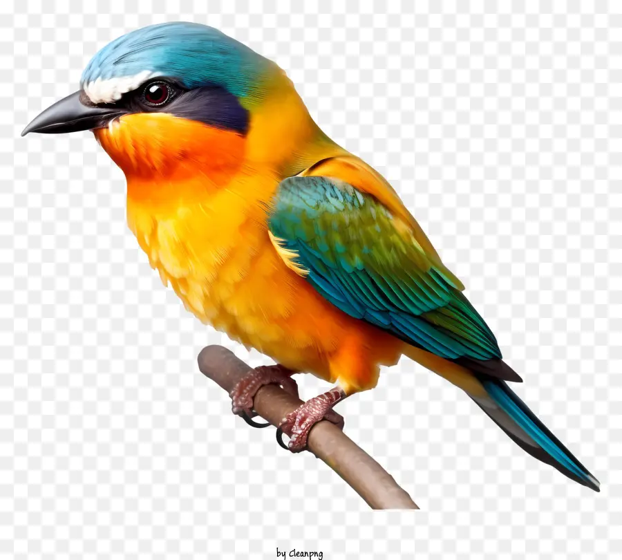 طائر واقعي，الطيور PNG