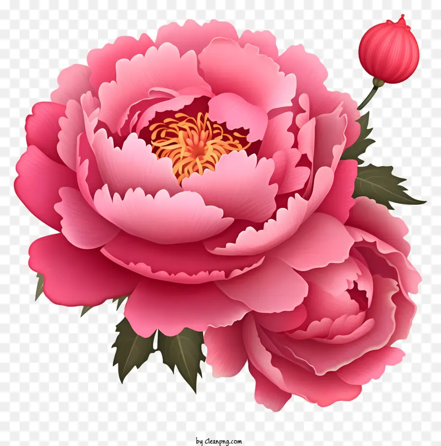 واقعية صينية جديدة للعام الفاوانيا，زهرة الوردي PNG