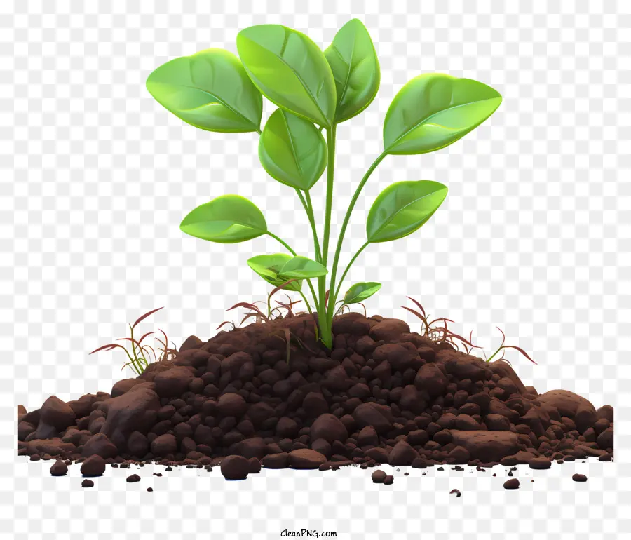 تنبت من الأرض，نمو النبات PNG