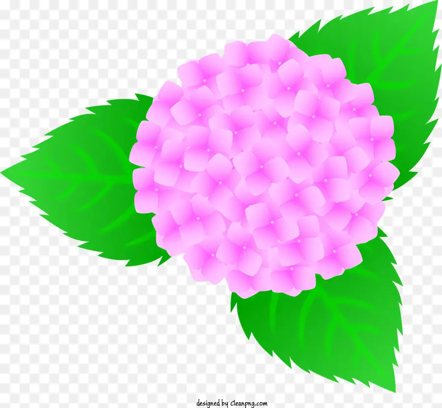 زهرة الوردي，الأوراق الخضراء ، PNG