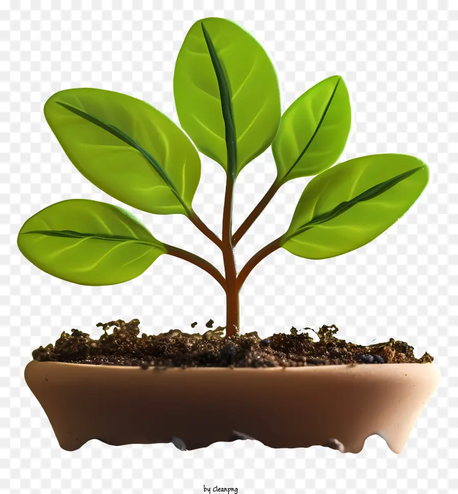 تنبت，نمو النبات PNG