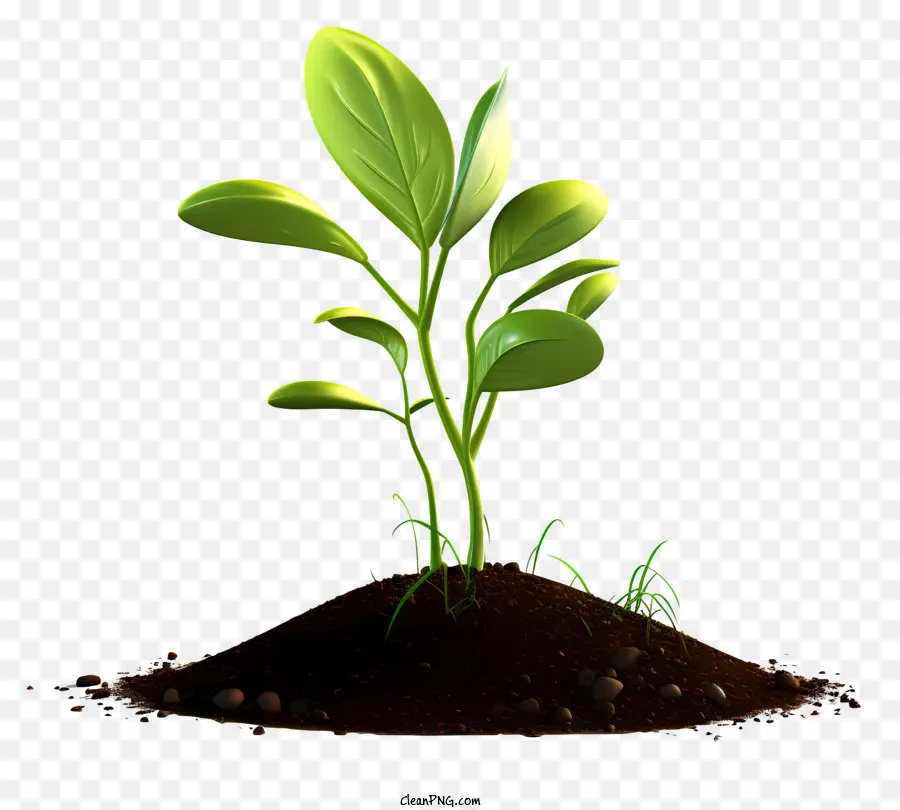 تنبت الأخضر，نمو النبات PNG