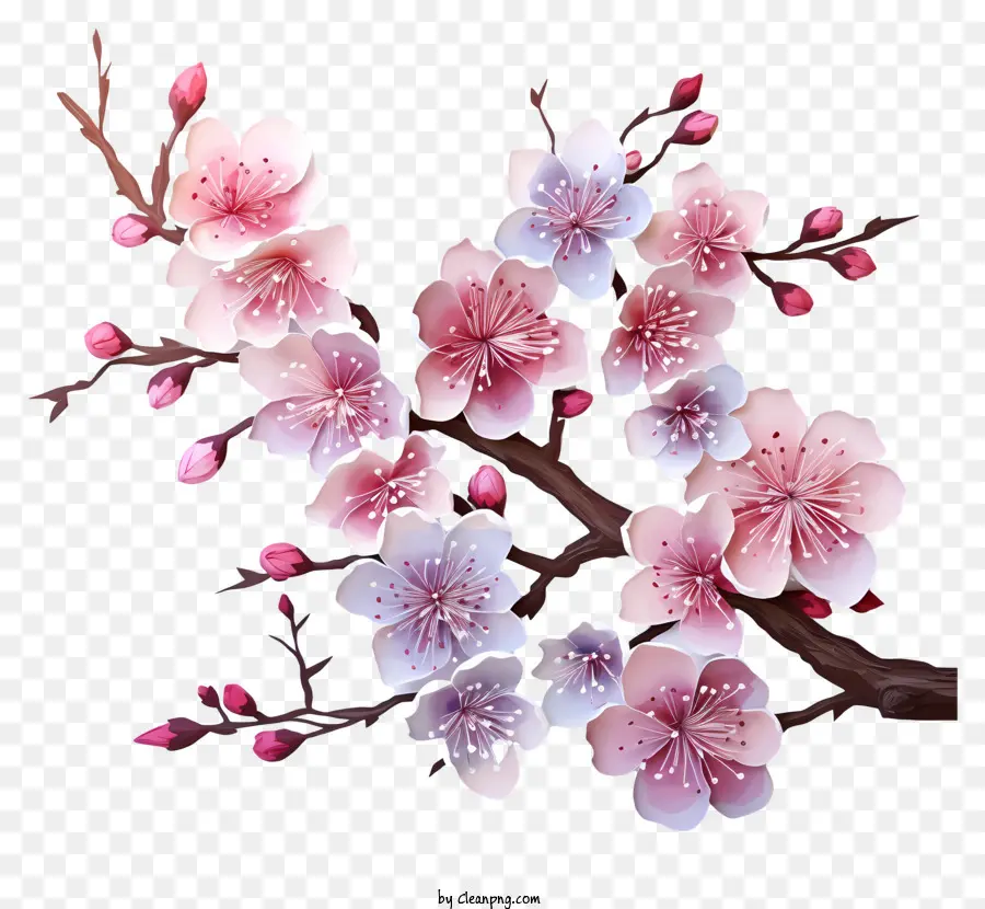 الدهانات متعددة الألوان زهرة فرع الكرز，شجرة ساكورا PNG