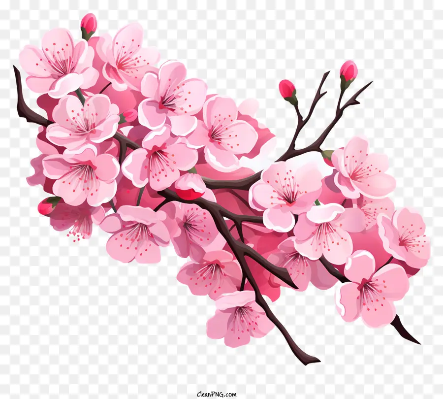 فرع ساكورا الكرز مع أزهار أزهار，شجرة زهر الكرز الوردي PNG