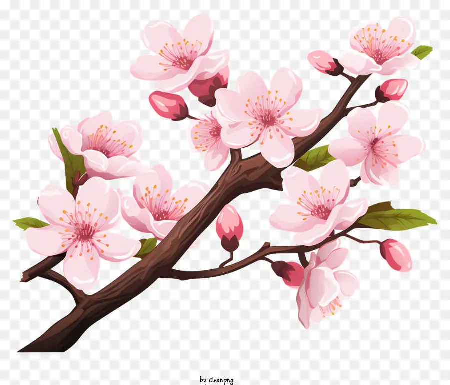 فرع ساكورا الكرز مع أزهار أزهار，زهر الكرز شجرة PNG