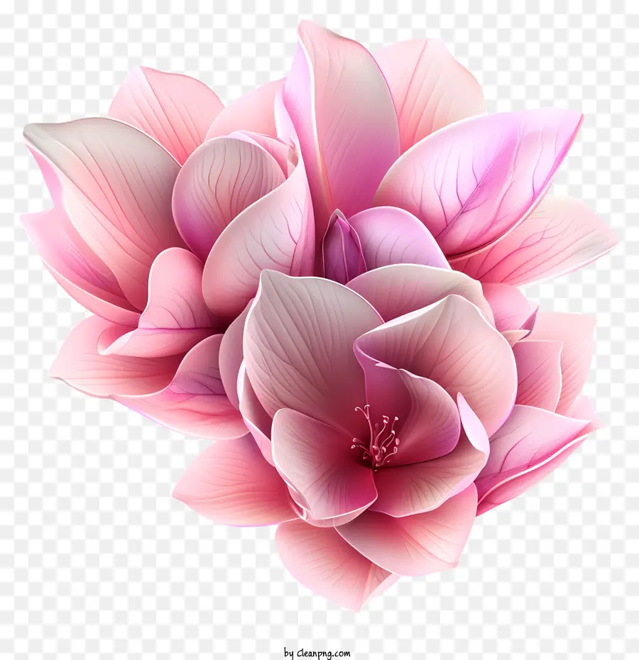 زهرة الوردي，بتلات مفتوحة PNG