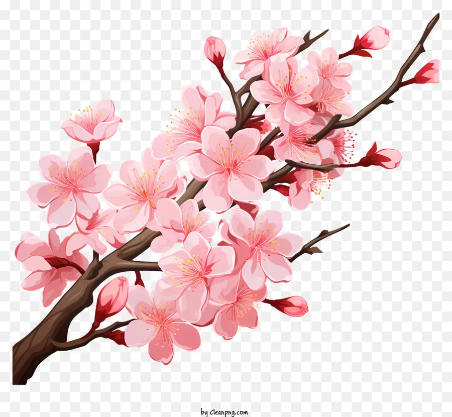 فرع ساكورا الكرز مع أزهار أزهار，فرع الزهرة الوردي PNG