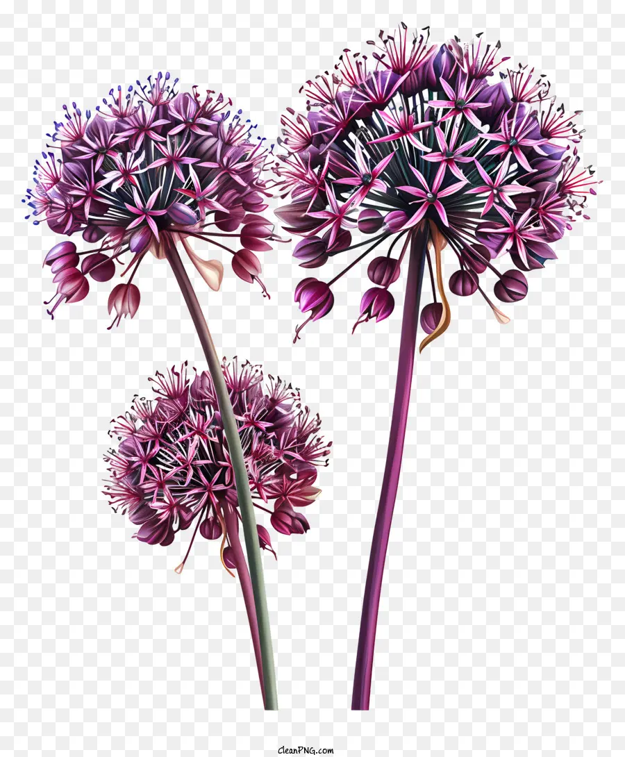 الثوم العملاق，زهور الثوم PNG