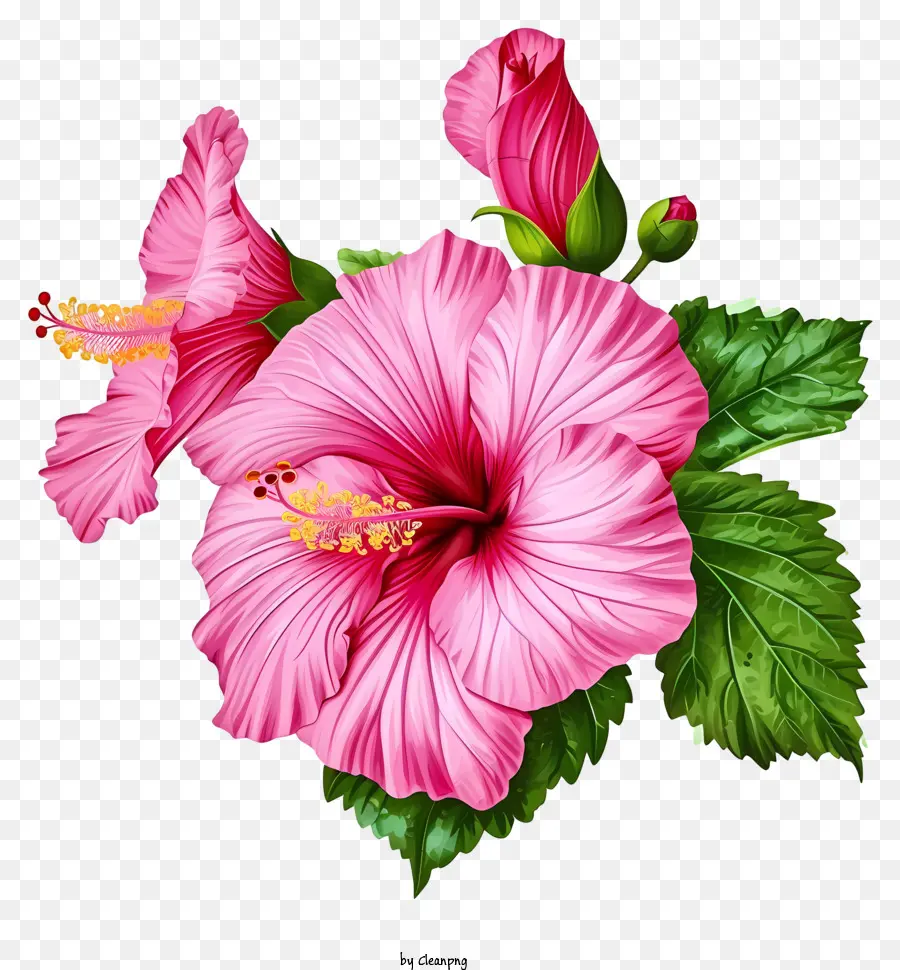 أيقونة روز شارون，الوردي الكركديه PNG