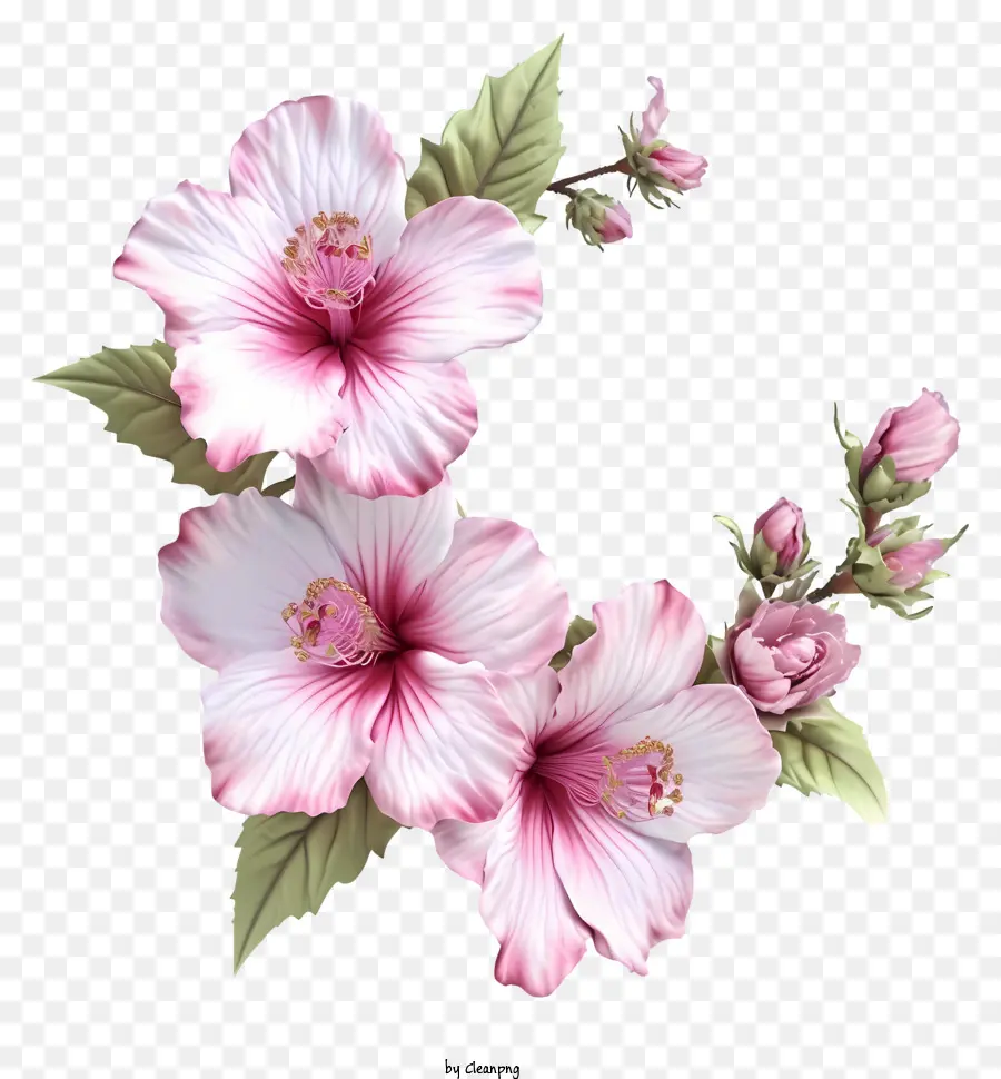واقعية ثلاثية الأبعاد من شارون，زهرة الكركديه الوردي PNG