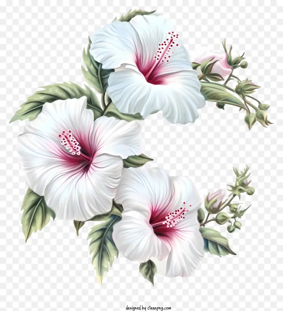 كرتون وردة شارون，زهرة الكركديه الأبيض PNG