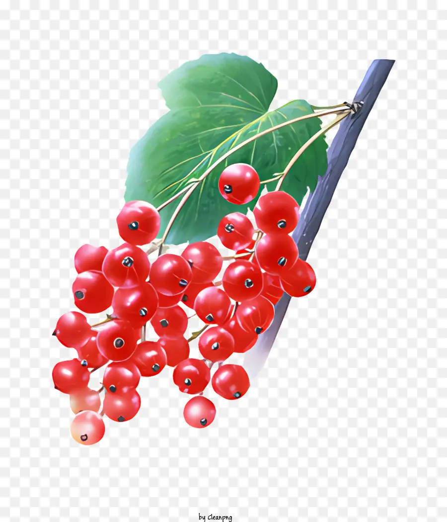 الفاكهة，التوت الأحمر PNG