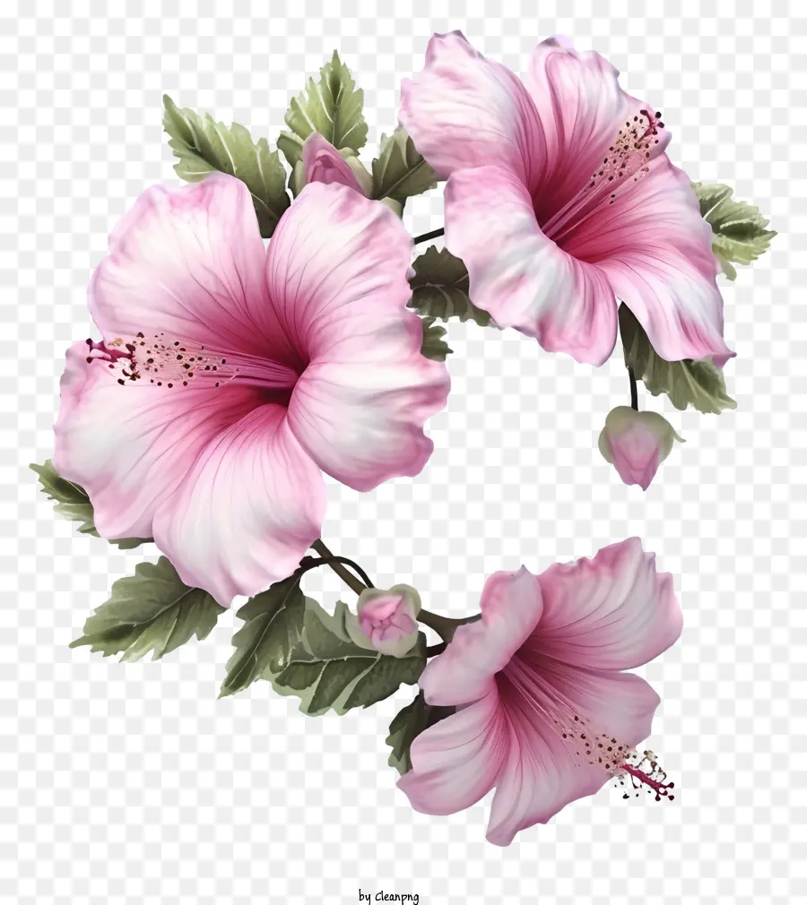 واقعية ثلاثية الأبعاد من شارون，زهور الكركديه الوردي PNG