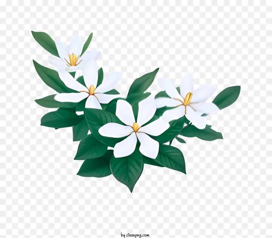 زهرة，نبات الياسمين PNG